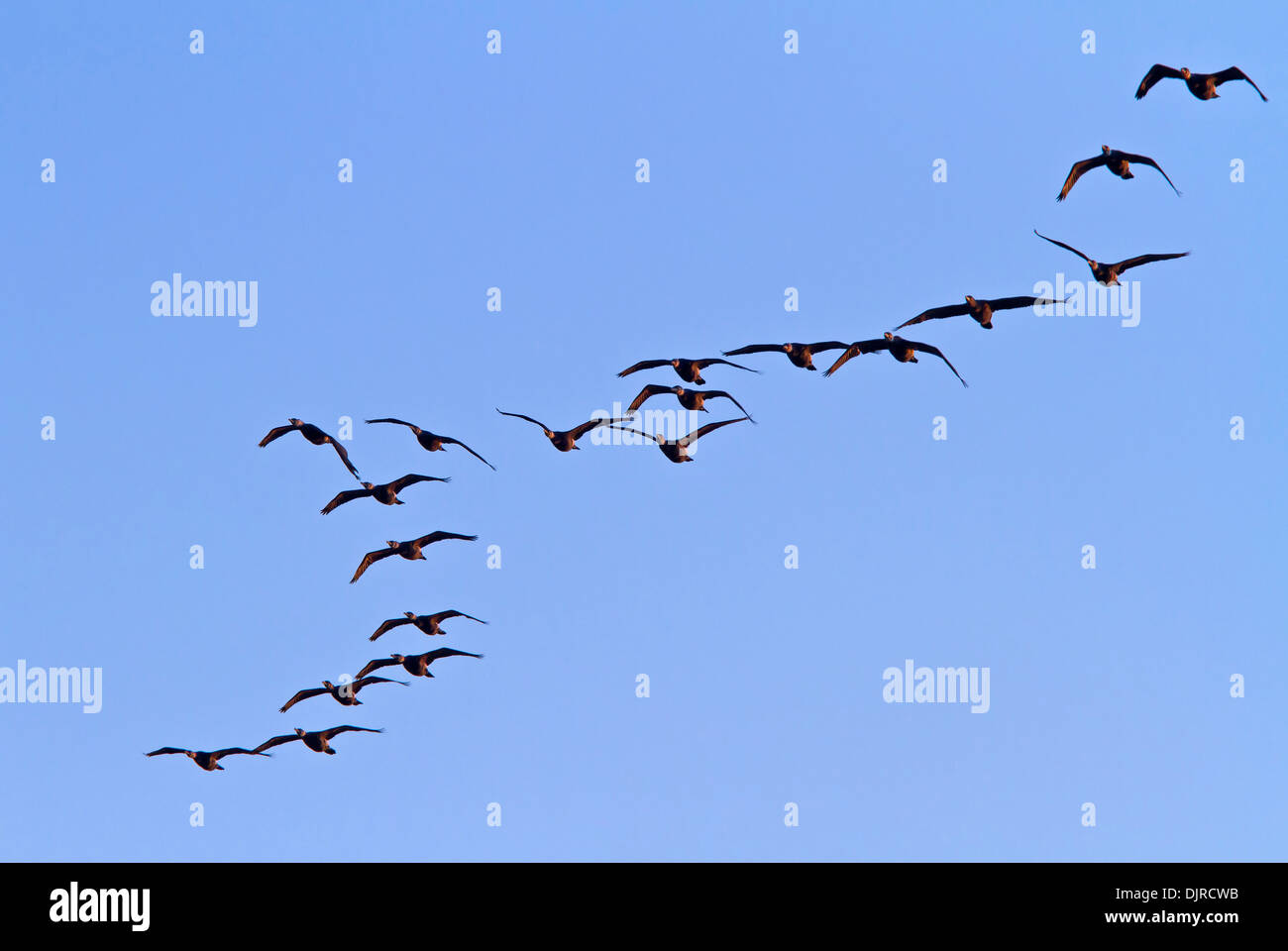 Kormorane / Phalacrocorax Carbo Stockfoto