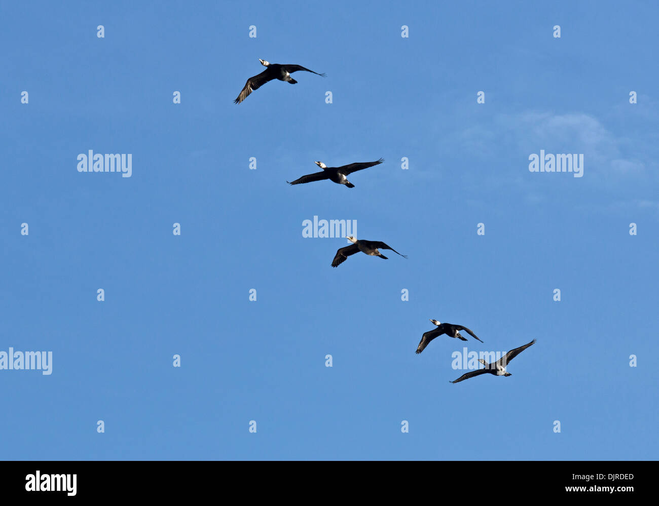 Kormorane / Phalacrocorax Carbo Stockfoto