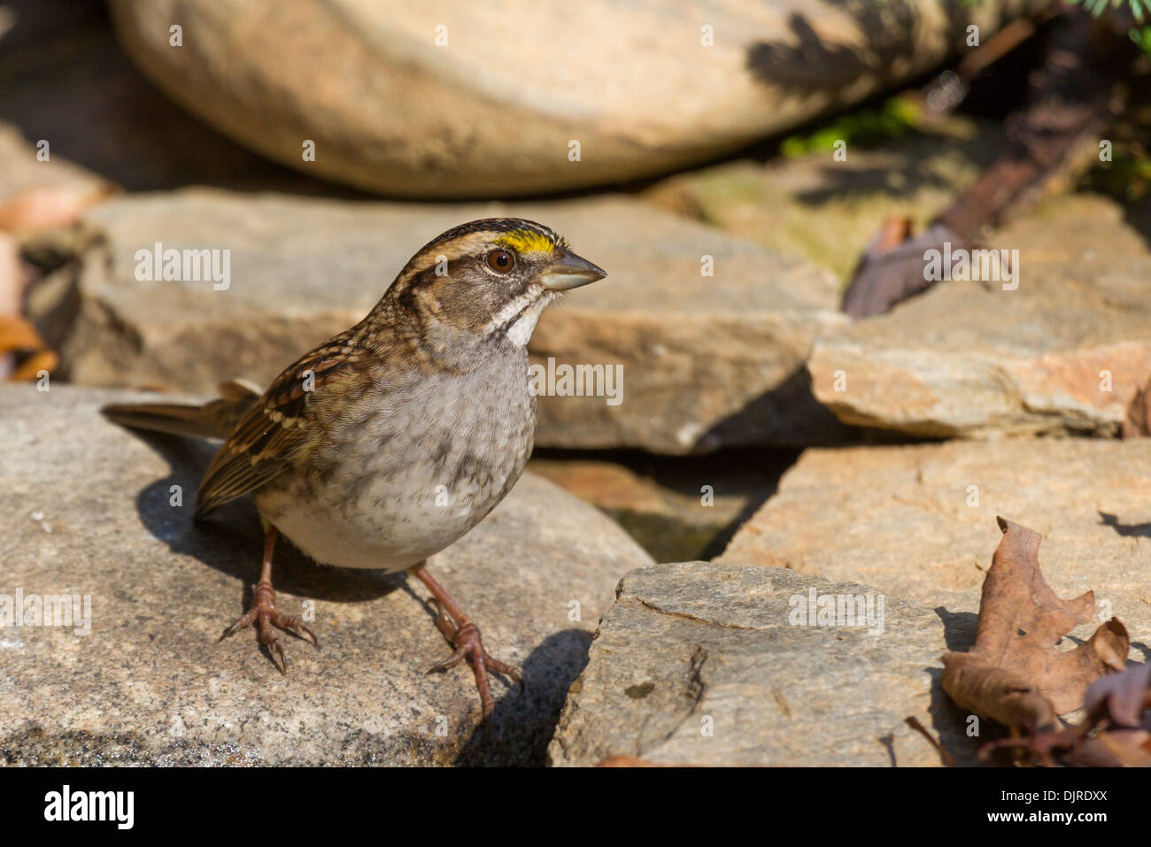 Weißkehlspatze, Zonotrichia albicollis, im Herbst in McLeansville, North Carolina. Stockfoto