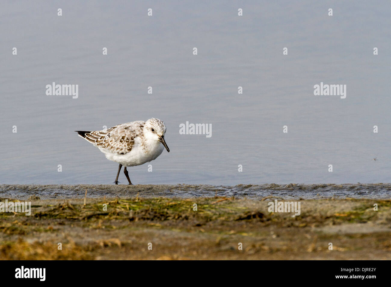 Sanderling Sandpiper im Chincoteague National Wildlife Refuge auf Assateague Island in Virginia. Stockfoto