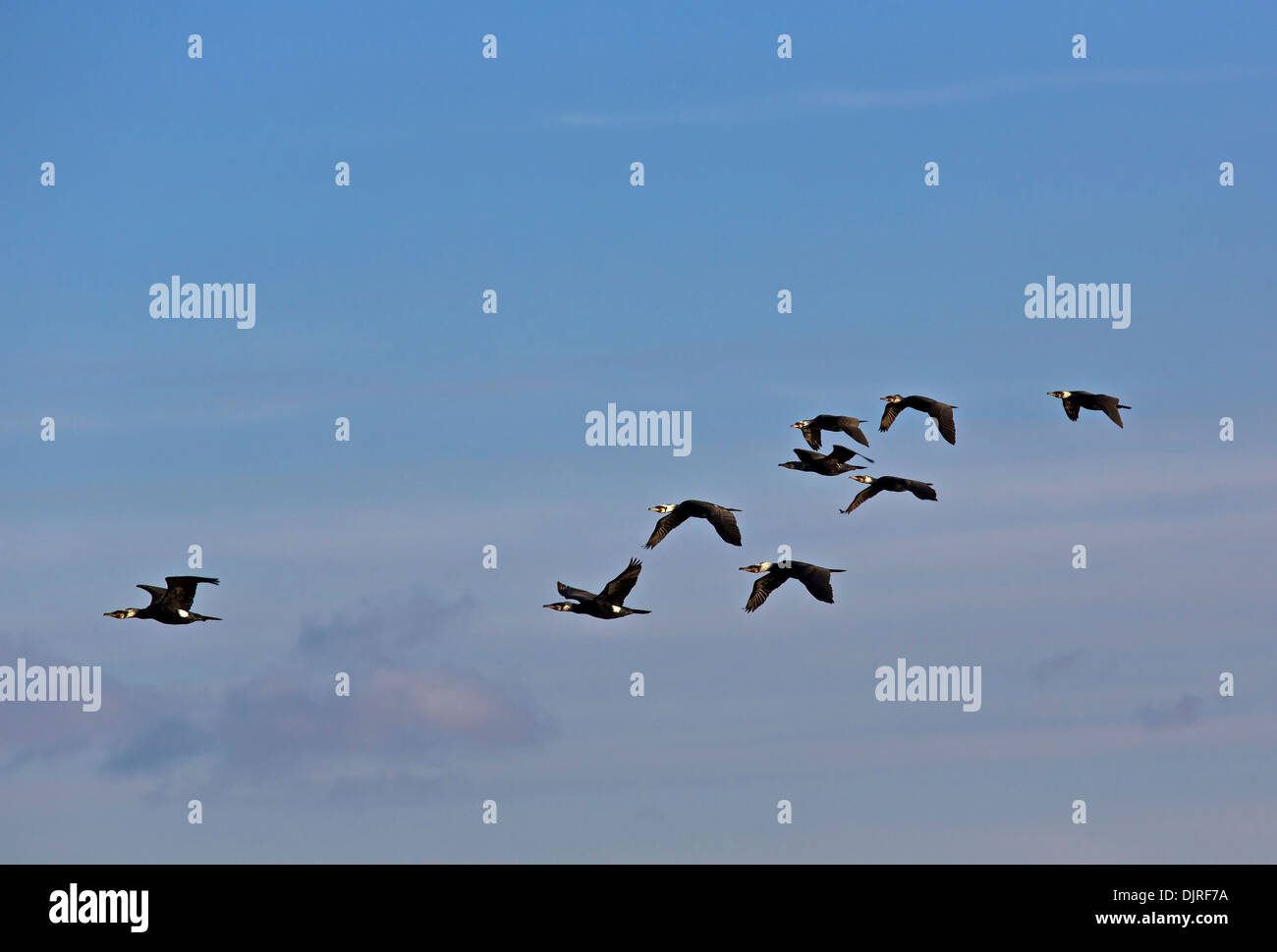 Kormorane / Phalacrocorax Carbo Stockfoto