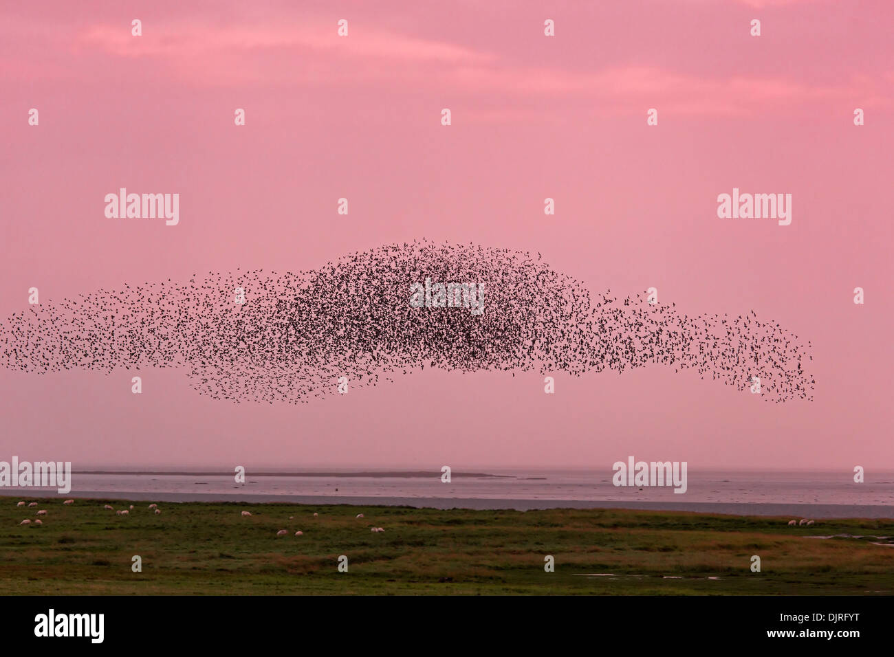 Stare, Dänemark, Europa / Sturnus Vulgaris Stockfoto