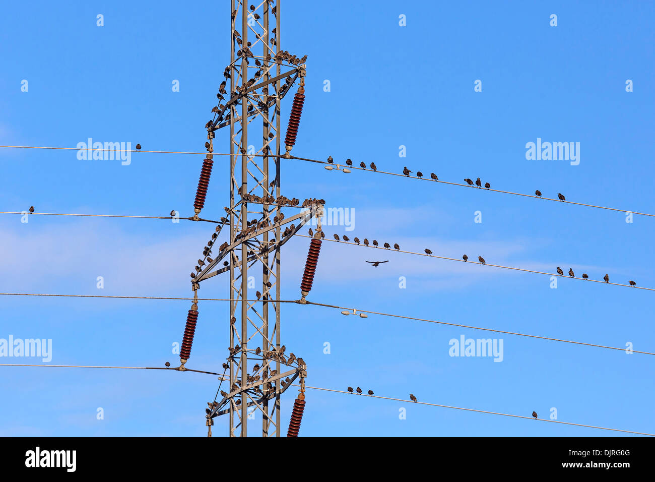 Stare sitzen auf einem Power Pole, Dänemark, Europa / Sturnus Vulgaris Stockfoto