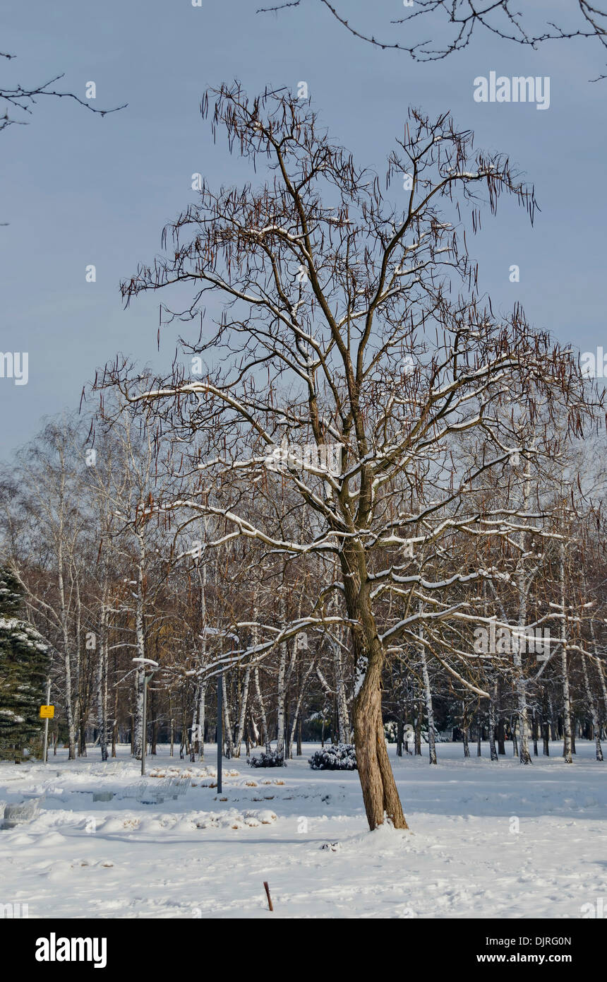 Indische Bohnen Baum im winter Stockfoto