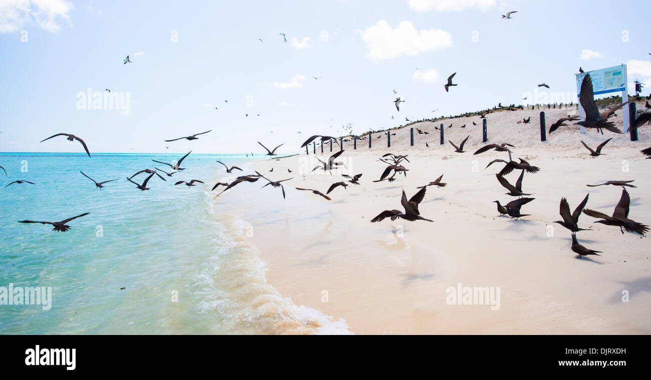 Gemeinsame Schlankschnabelnoddies (Anous Stolidus) an einem Strand am Michaelmas Cay, Great Barrier Reef, Australien Stockfoto