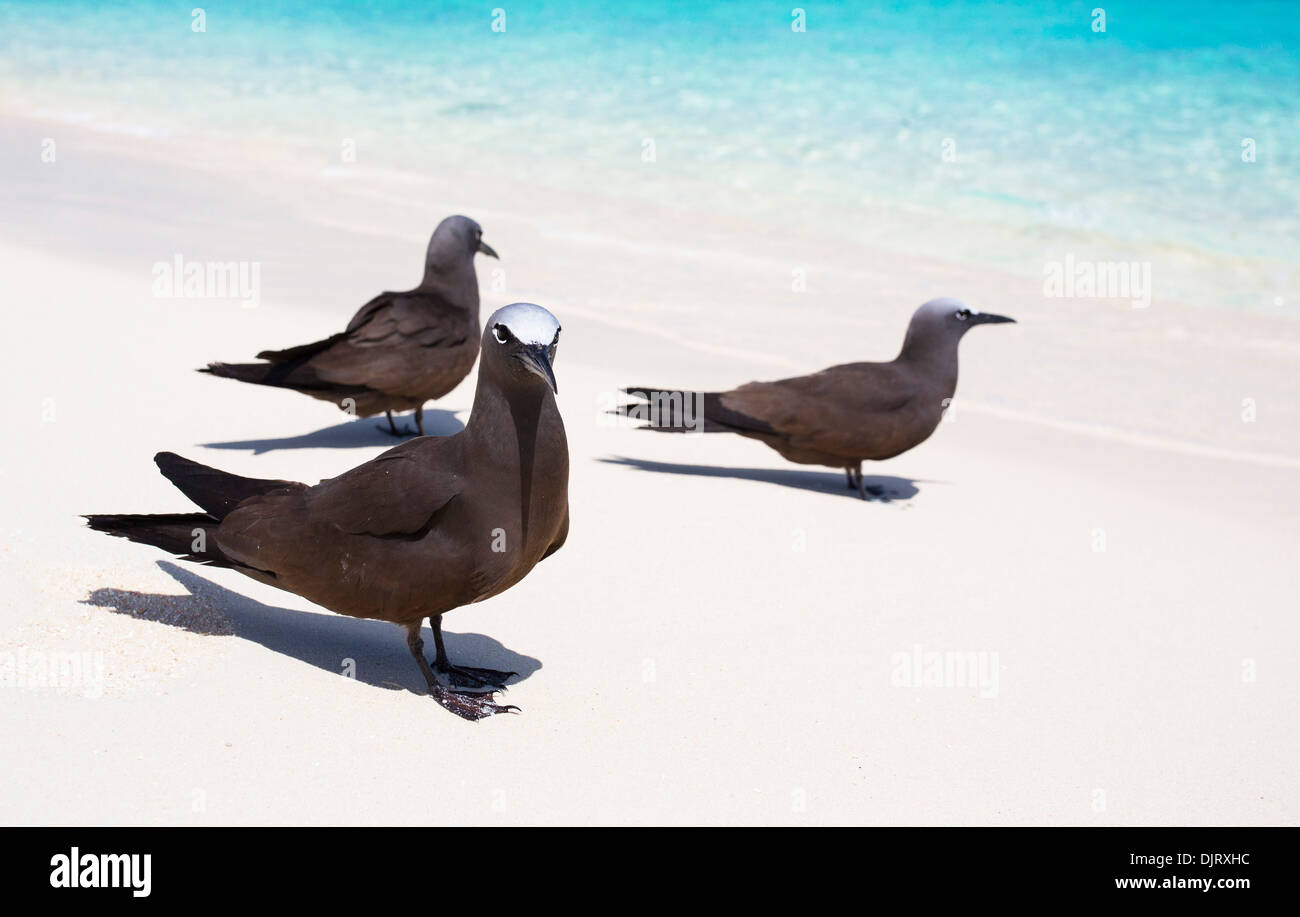 Gemeinsame Schlankschnabelnoddies (Anous Stolidus) an einem Strand am Michaelmas Cay, Great Barrier Reef, Australien Stockfoto