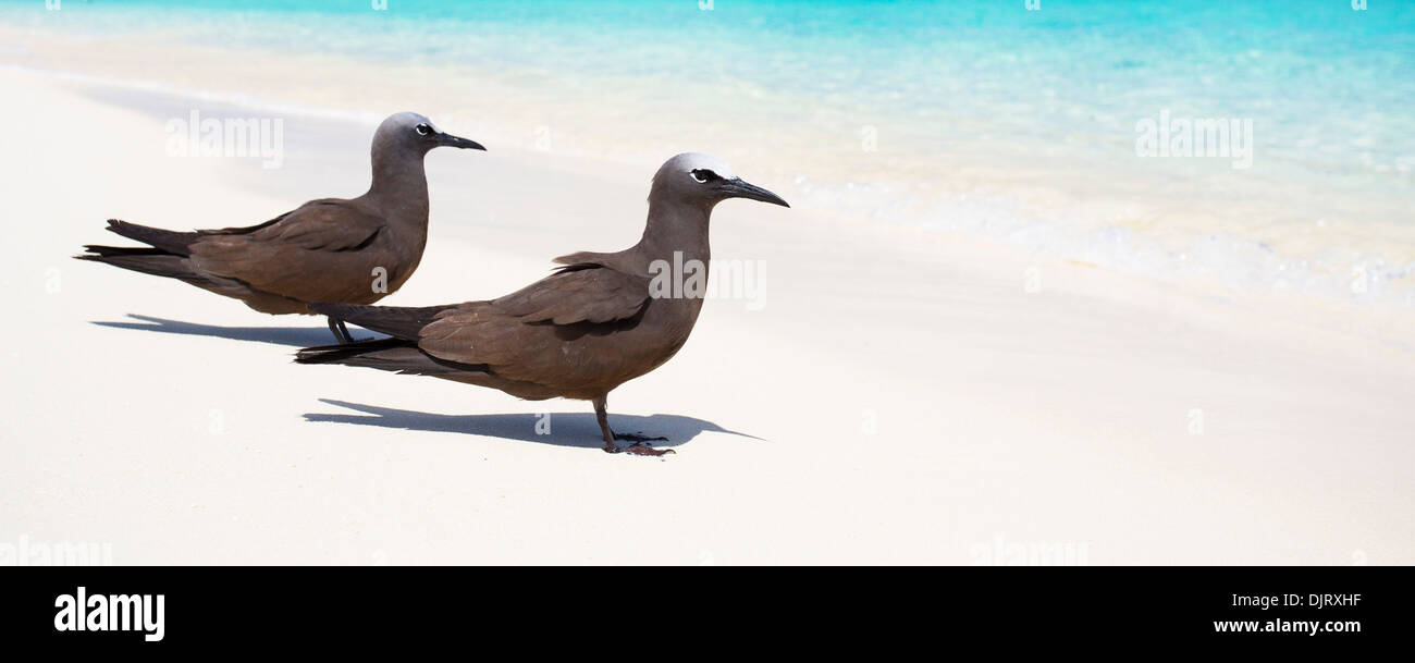 Gemeinsame Schlankschnabelnoddies (Anous Stolidus) an einem Strand am Michaelmas Cay, Great Barrier Reef, Australien Stockfoto