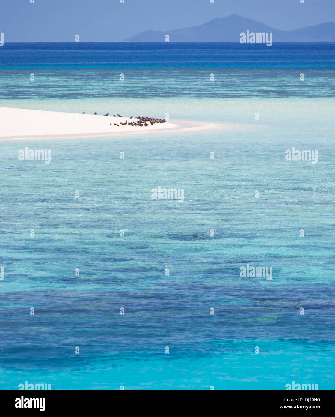 Seevögel an einem Strand am Michaelmas Cay, Great Barrier Reef, Australien Stockfoto