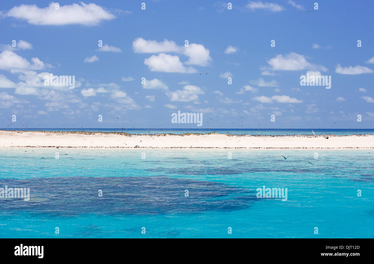 Seevögel an einem Strand am Michaelmas Cay, Great Barrier Reef, Australien Stockfoto