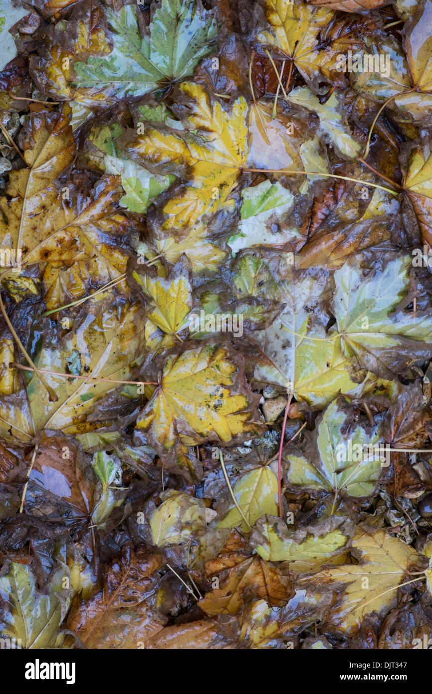 Nasses Laub auf dem Boden Stockfoto