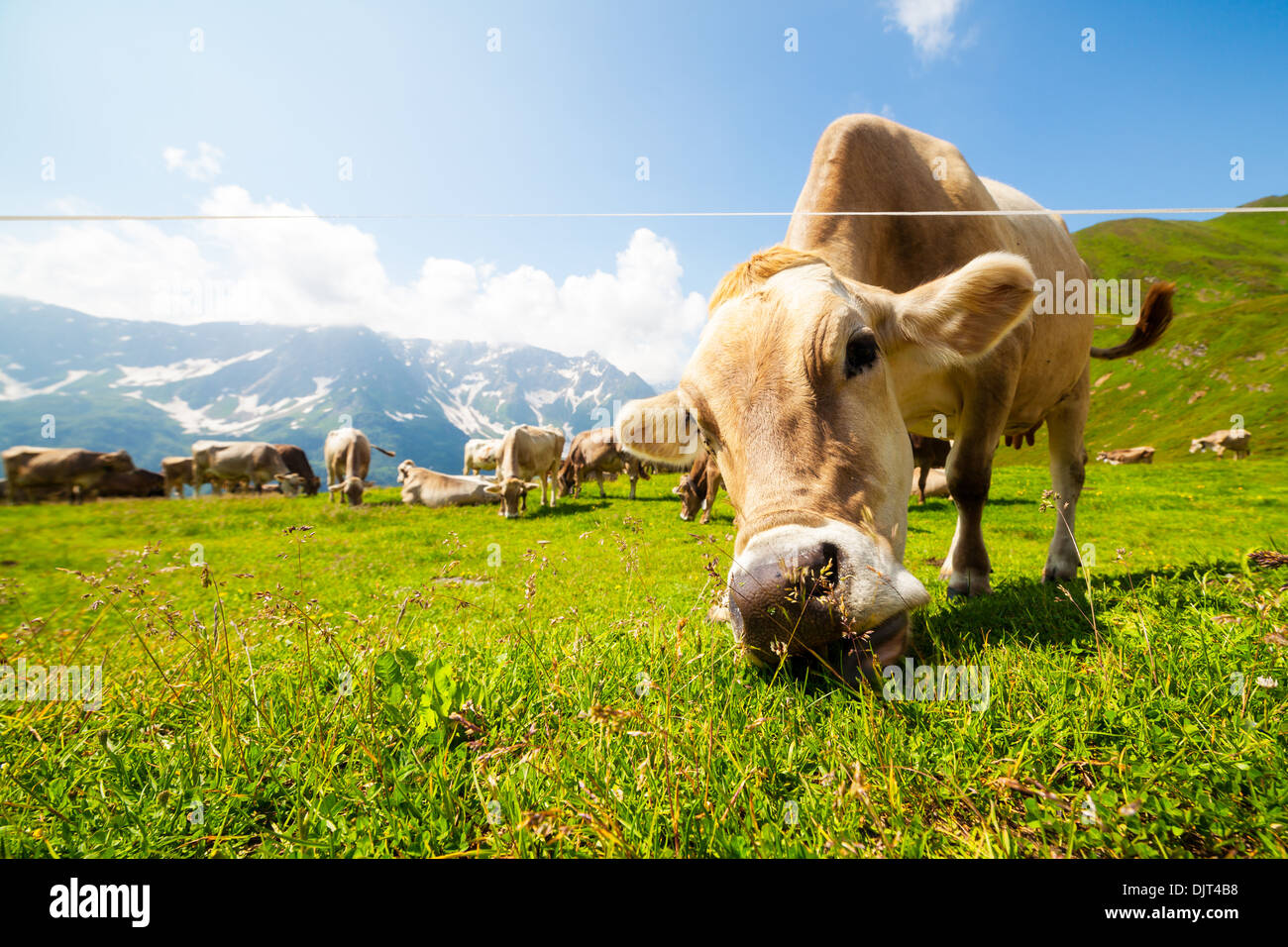 Kuh grasen auf der Wiese am St. Gotthard, Schweiz. Stockfoto