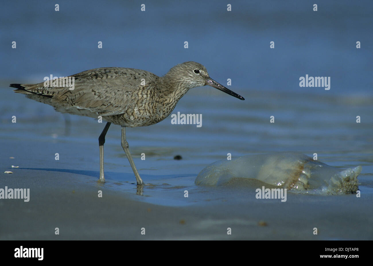 Willett (Catoptrophorus Semipalmatus) Erwachsene ernähren sich von Quallen Bolivar Wohnungen Shorebird Heiligtum Port Bolivar Texas USA Stockfoto