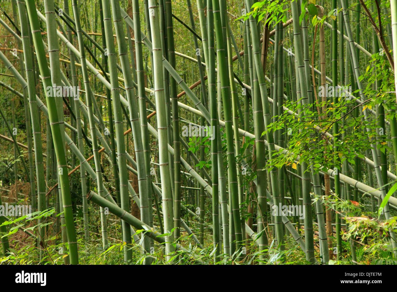 Japan, Kyoto, Arashiyama, Bambushain, Stockfoto