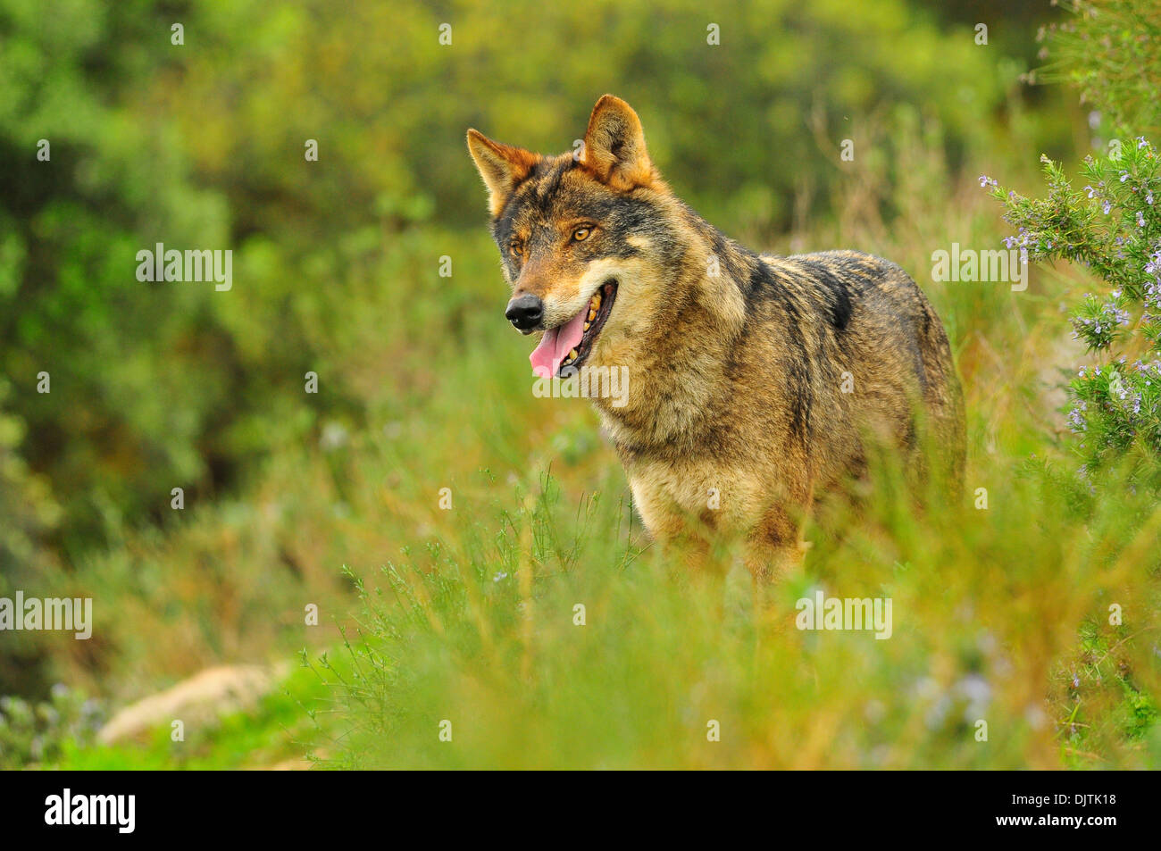 Iberischer Wolf, Canis Lupus, Lobo Ibérico de Bosque Mediterráneo, Tierwelt Stockfoto