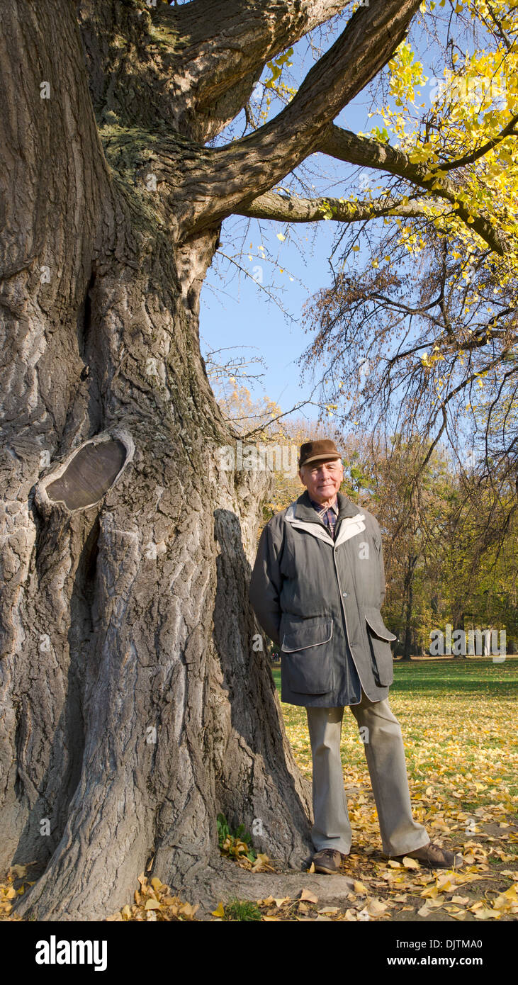 Der Senior mit Ginkgo-Baum Stockfoto