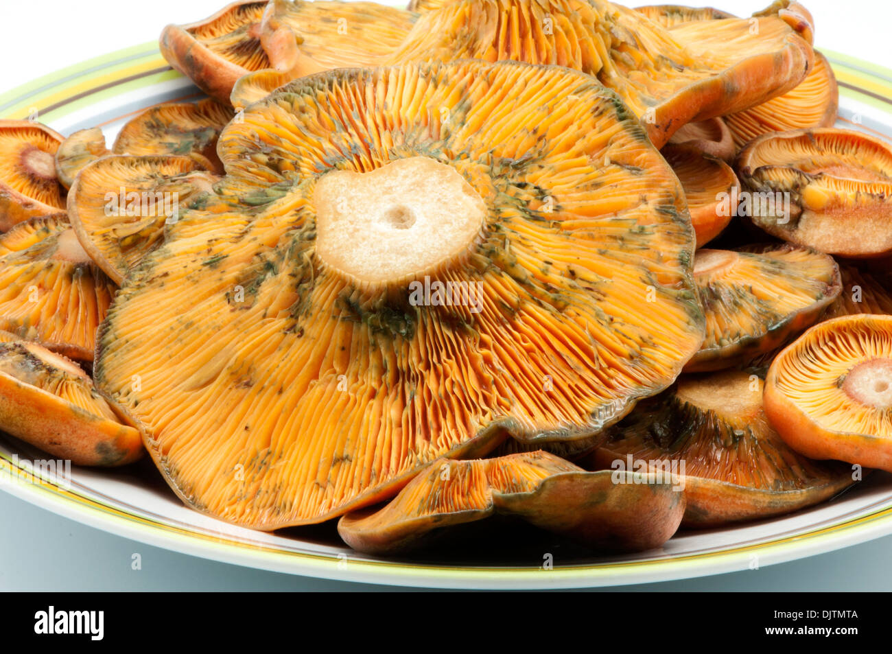 Teller mit Pilzen auf einem weißen Hintergrund Stockfoto