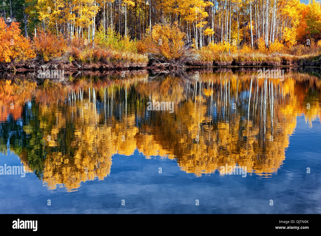 Reflektierende Baumgruppe Herbst gold aspen entlang Mittel-ist Oregon Deschutes River und des Deschutes National Forest. Stockfoto