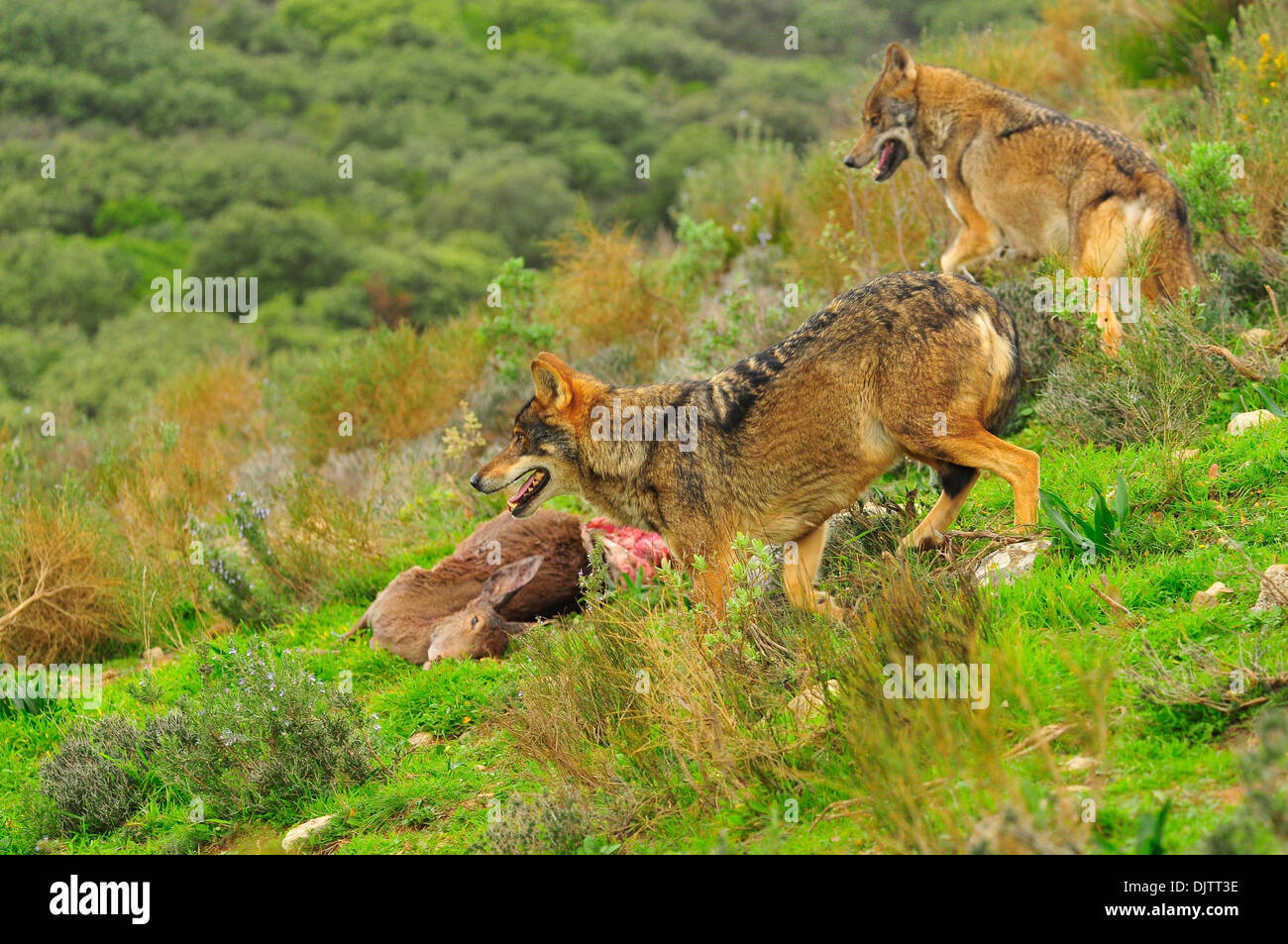 Lobo Ibérico de Bosque mediterráneo Stockfoto