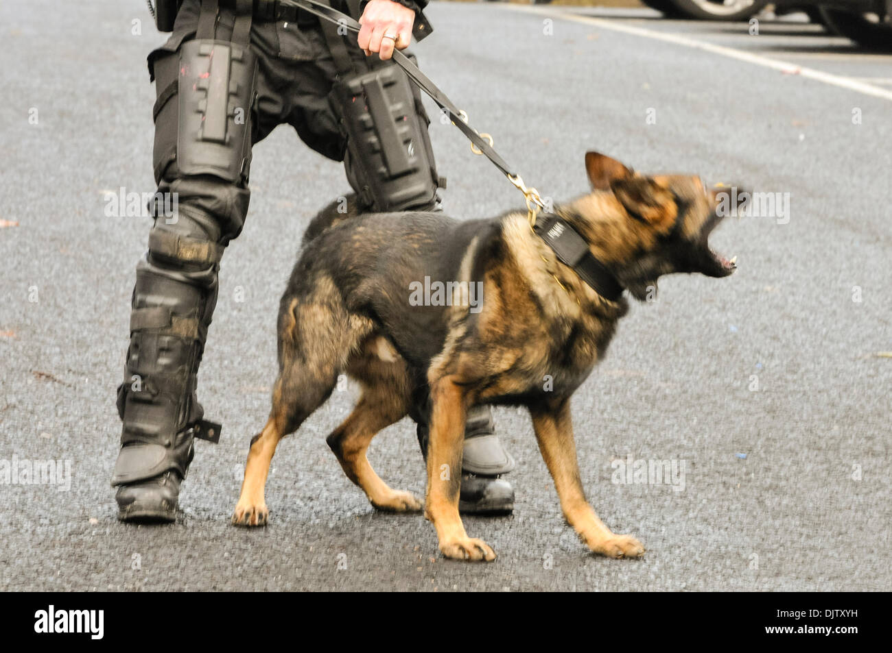 Belfast, Nordirland 30. November 2013 - Polizei-Attacke, die Hunde in Vorbereitung im Störungsfall herausgearbeitet werden. Bildnachweis: Stephen Barnes/Alamy Live-Nachrichten Stockfoto