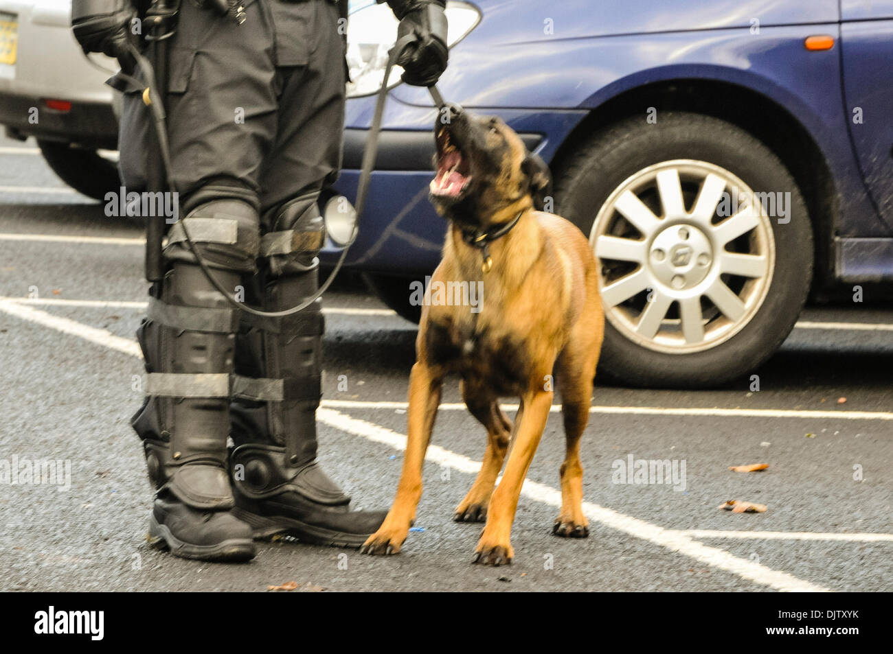 Belfast, Nordirland 30. November 2013 - Polizei-Attacke, die Hunde in Vorbereitung im Störungsfall herausgearbeitet werden. Bildnachweis: Stephen Barnes/Alamy Live-Nachrichten Stockfoto