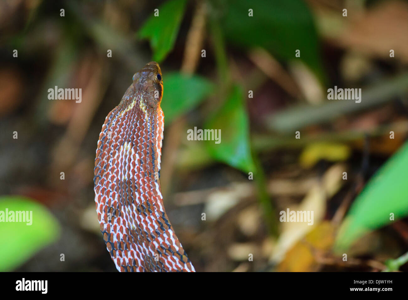 Großäugigen Berg Keelback (Pseudoxenodon Macrops) in Abwehrhaltung. Bach Ma Nationalpark. Vietnam. Stockfoto