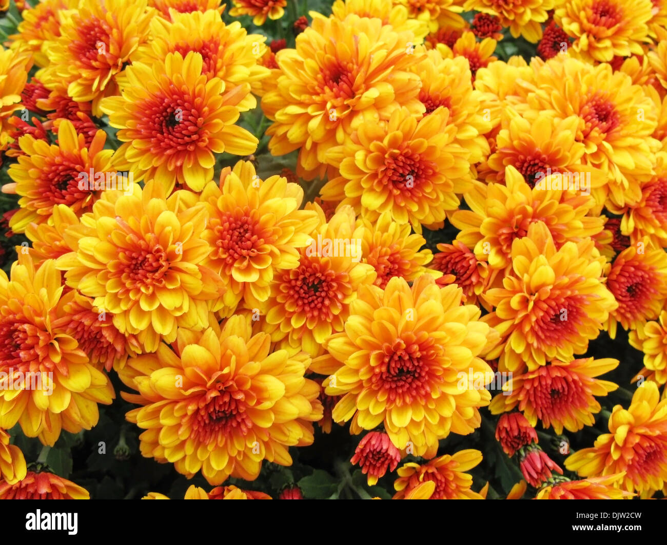 herbstliche Chrysanthemen Hintergrund Stockfoto