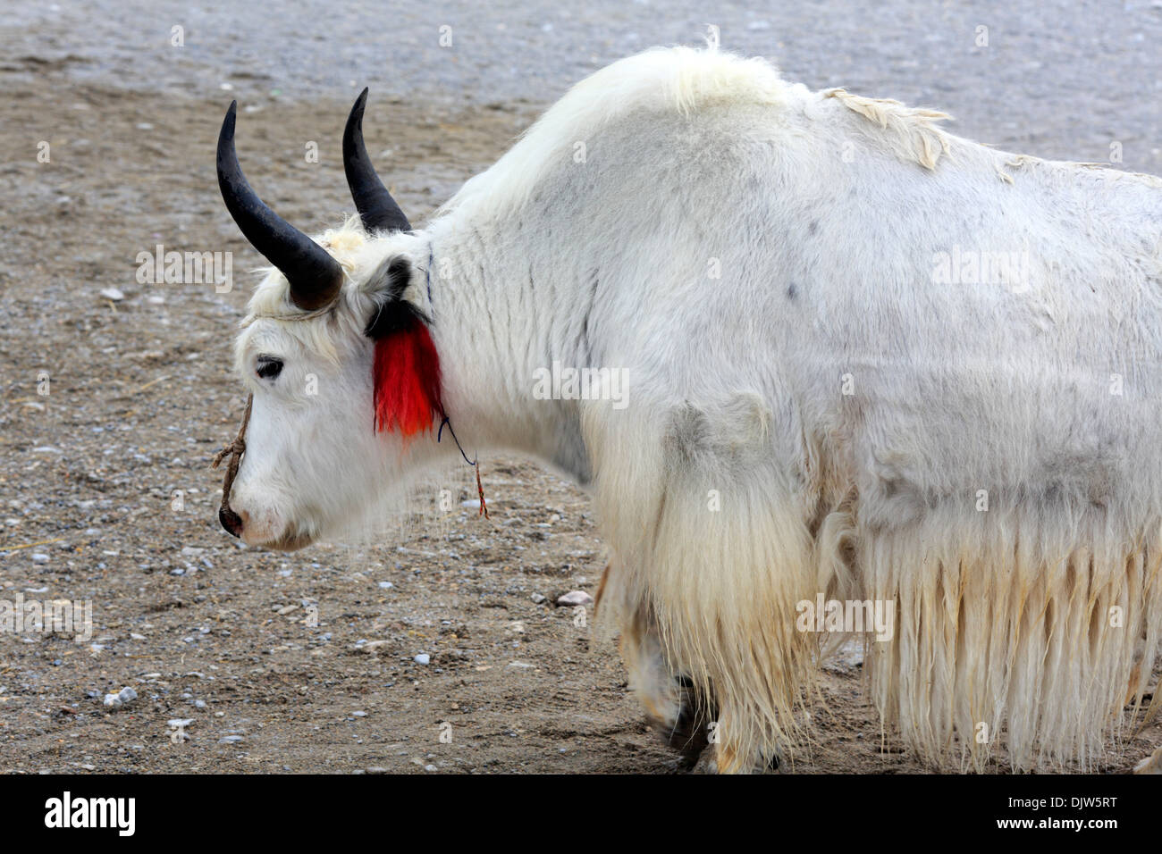 Namtso See (Nam Co), Tibet, China Stockfoto