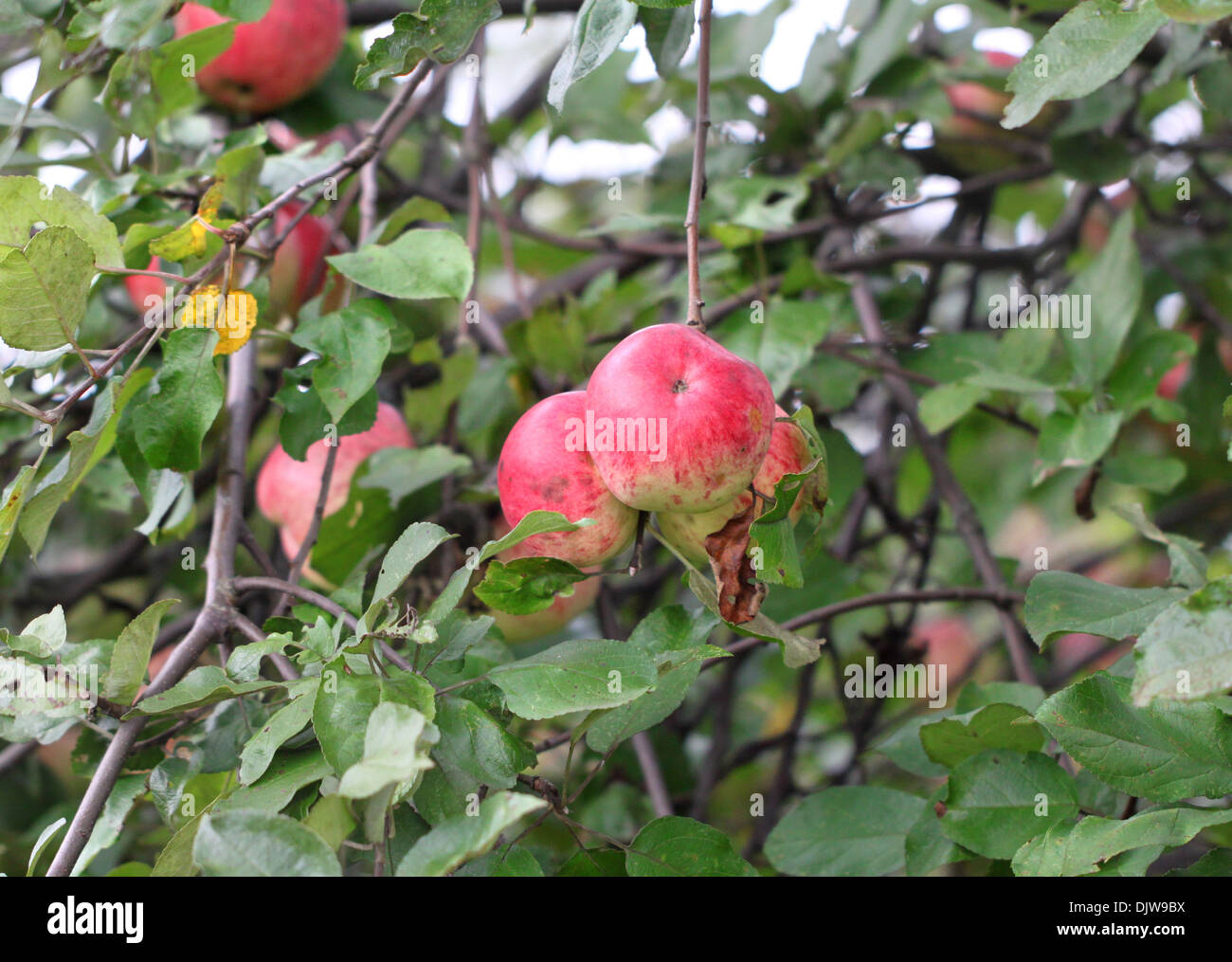 Äpfel wiegen auf dem Baum Stockfoto