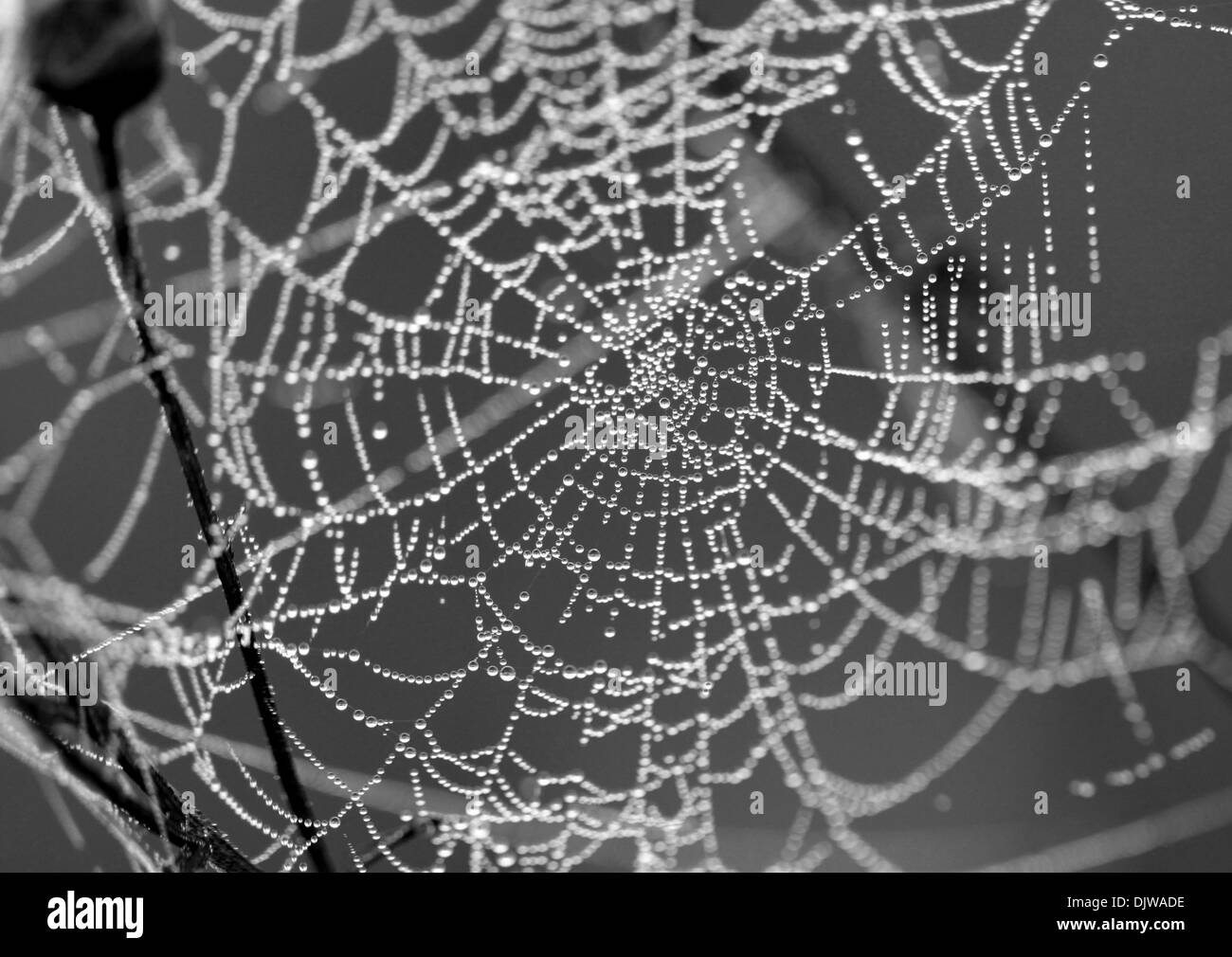 Spinnennetz mit Wassertropfen Stockfoto