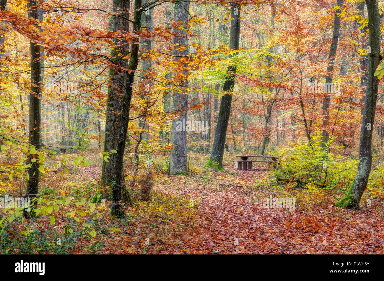 grün orange gelb braun Herbst Wald Hintergrund Stockfoto