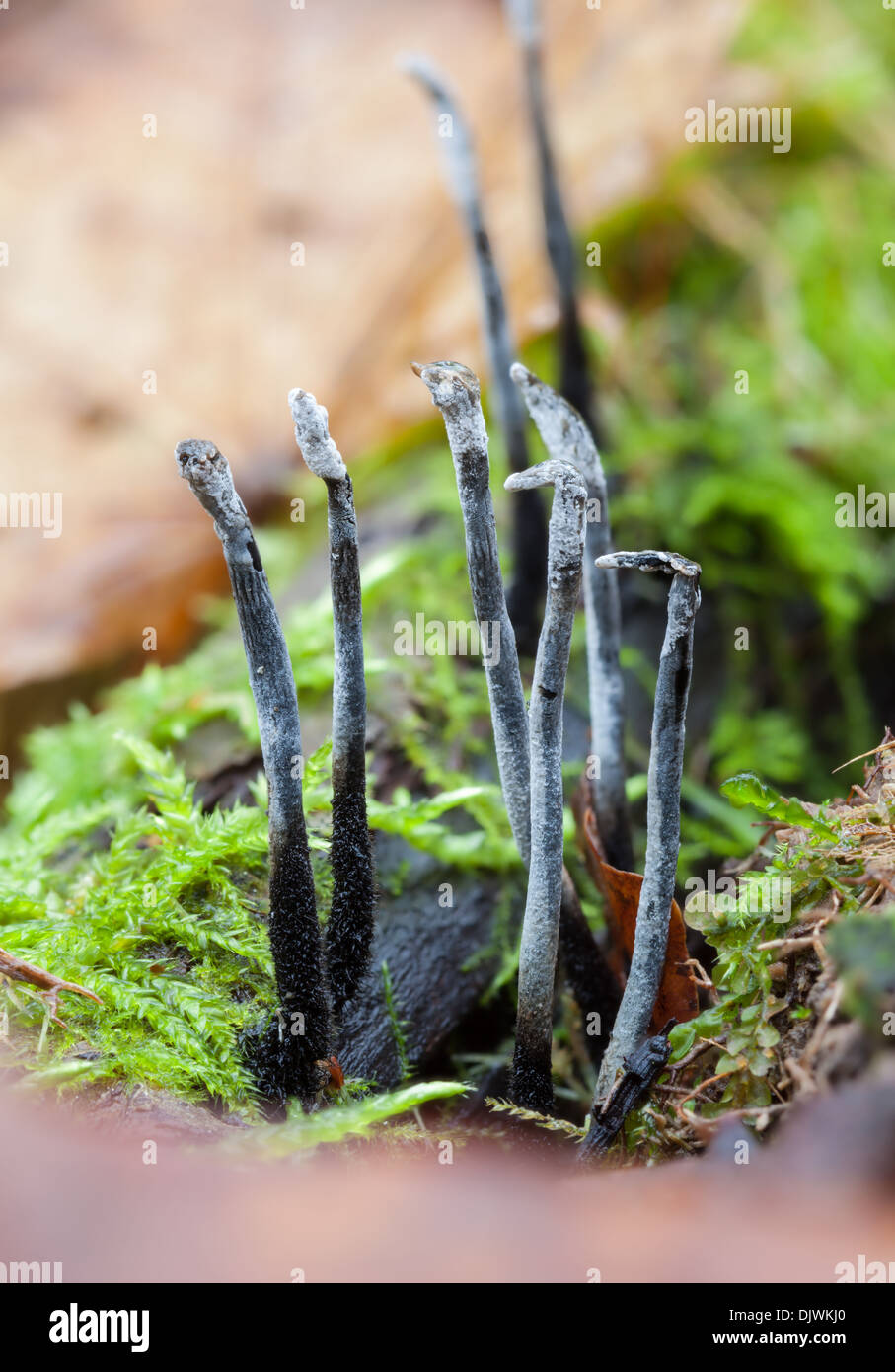 Candlestick Pilze -Fotos Und -Bildmaterial In Hoher Auflsung Alamy