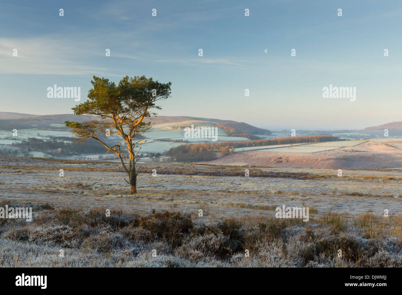 Eine Kiefer auf dem Frost bedeckt Commondale Moor in die North York Moors National Park, Blick nach Westen bei Sonnenaufgang Stockfoto