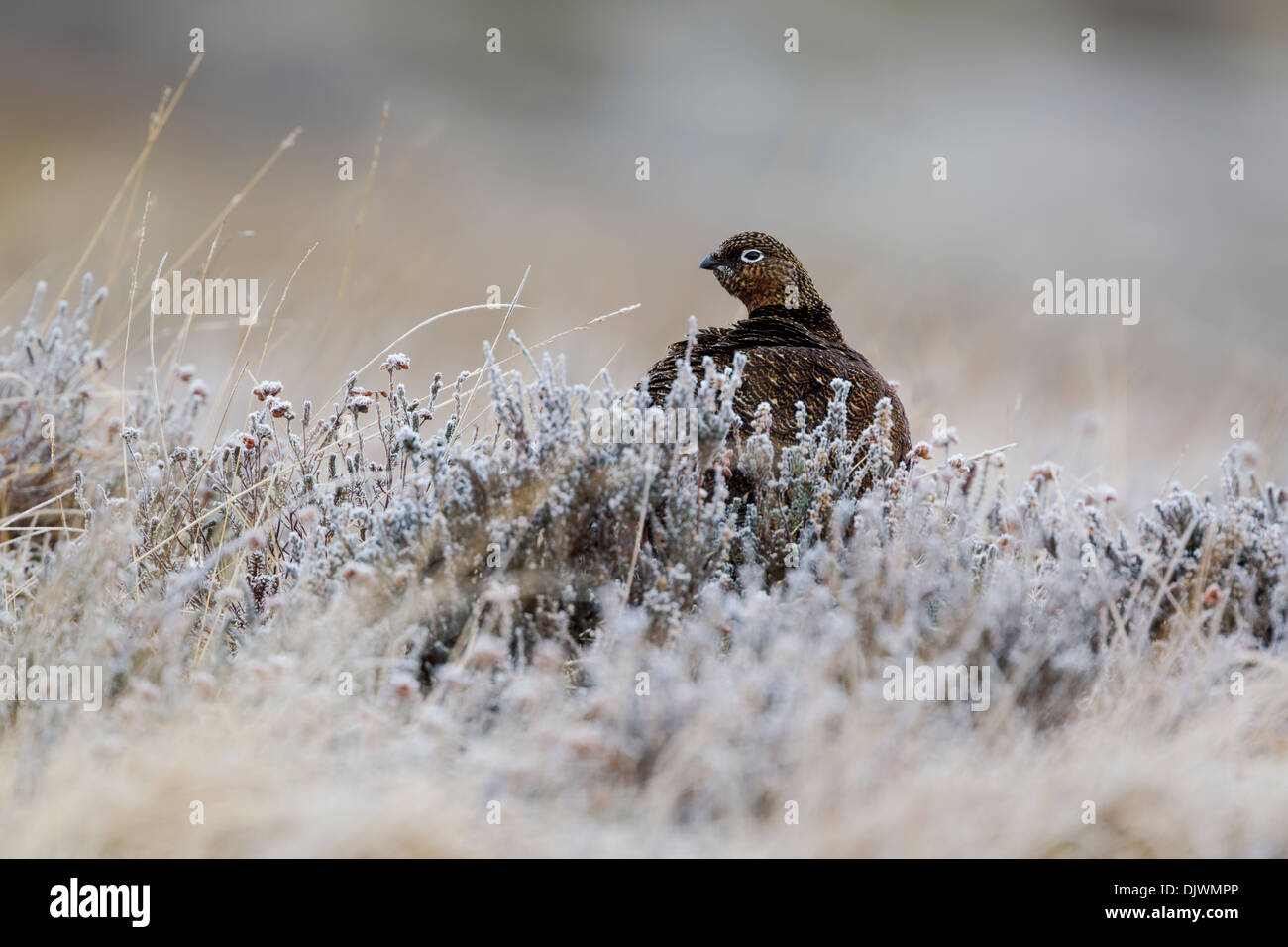 Männliche Moorschneehuhn (Lagopus Lagopus Scoticus) setzte sich unter Frost bedeckt Heather in den North York Moors National Park Stockfoto