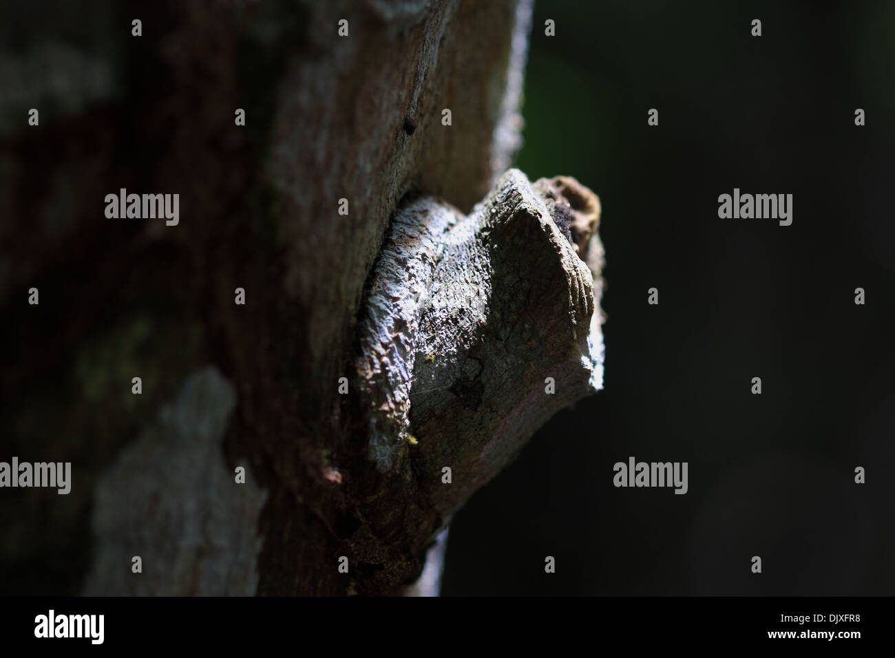 Mangrovenwald ist Hauptteil von Los Haitises Nationalpark, Dominikanische Republik, 4. September 2013 Stockfoto