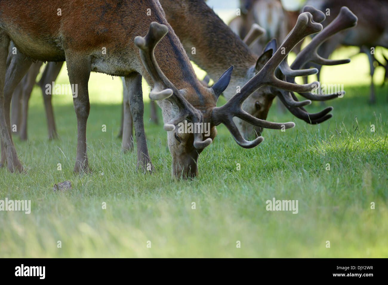 3 junge Hirsche hintereinander Weiden auf Rasen Stockfoto