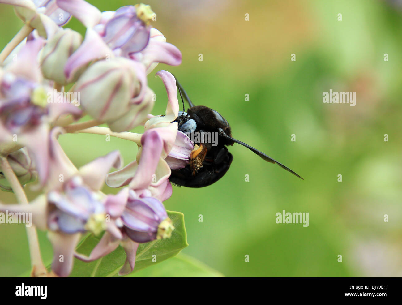 Bumblebee sammeln Pollen, Yala-Nationalpark, Sri Lanka Stockfoto