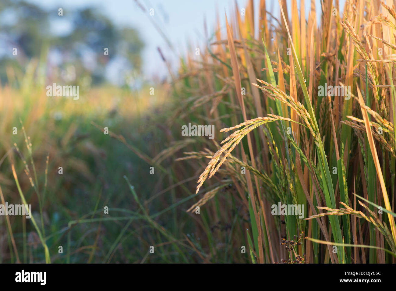 Reife Reispflanzen in Indien bereit für die Ernte. Andhra Pradesh, Indien Stockfoto