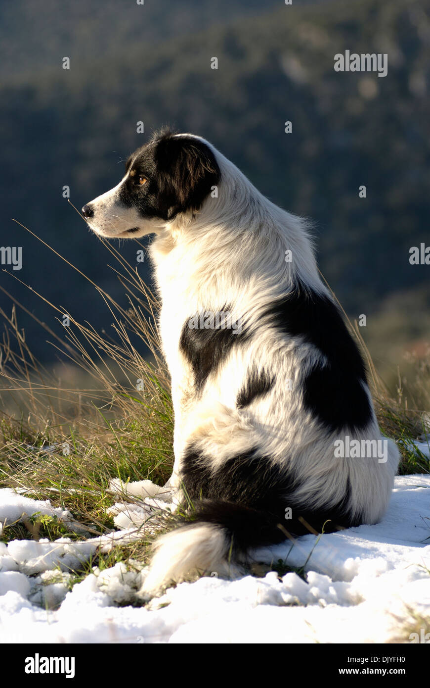 Border Collie in schneebedeckten Feld sitzen Stockfoto