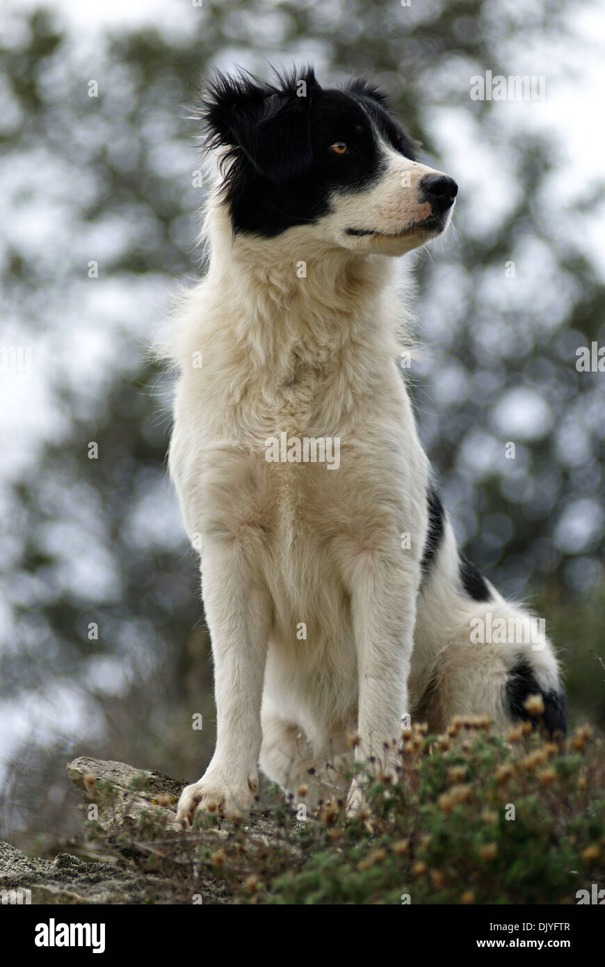 Border Collie (Hochformat) Stockfoto