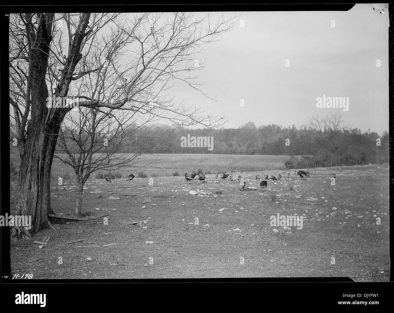 Eine Herde bronzener Puten wird auf Ackerland gezeigt, das von der Tennessee Valley Authority (TVA) für die Verwendung als Demonstrationsfarmen erworben wurde. Diese Betriebe waren Teil der Bemühungen, nachhaltige landwirtschaftliche Praktiken in der Region zu fördern. Stockfoto