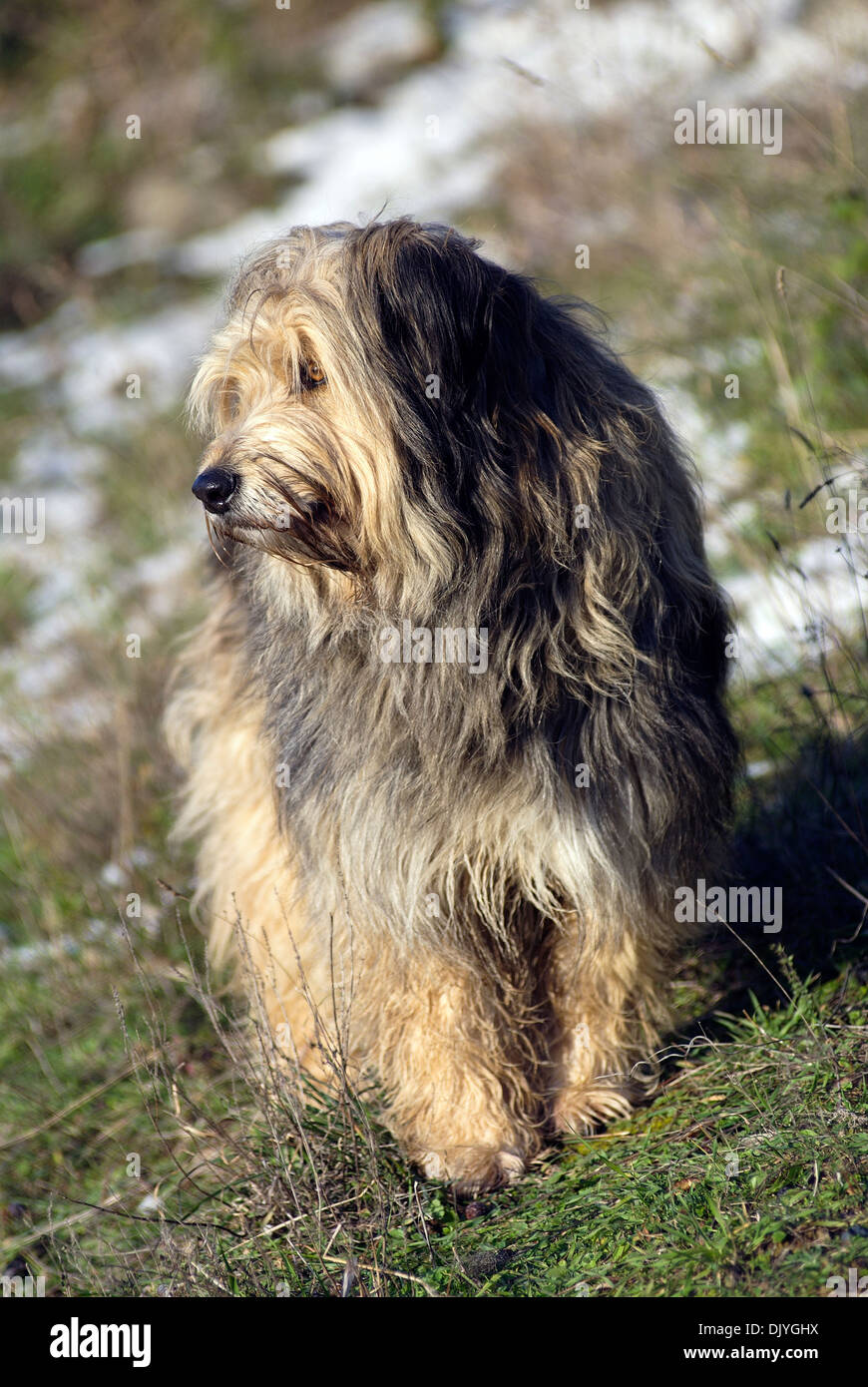 Briard stehend in schneebedecktes Feld Stockfoto
