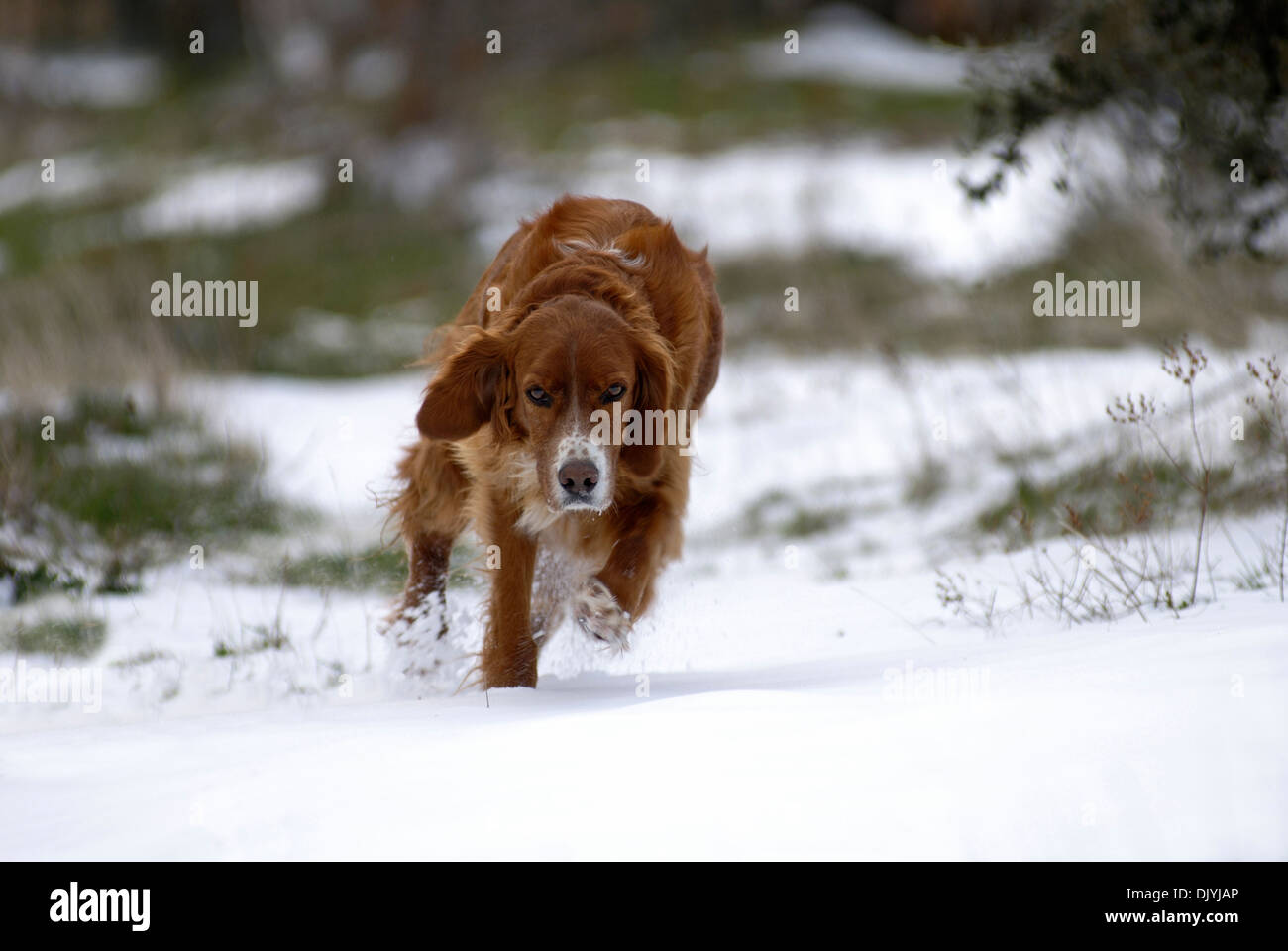 Irish Red Setter im Schnee laufen Stockfoto