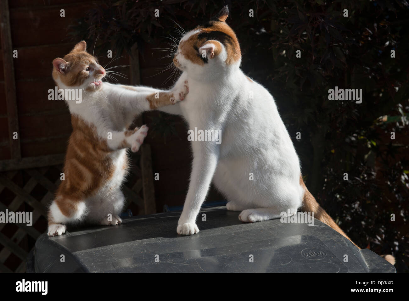 Zwei Katzen spielen kämpfen Stockfotografie Alamy
