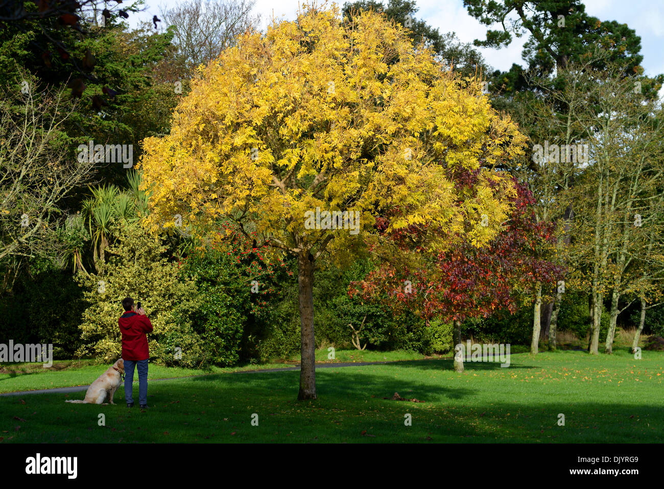 Frau fotografieren Bäume im Park im Herbst Stockfoto