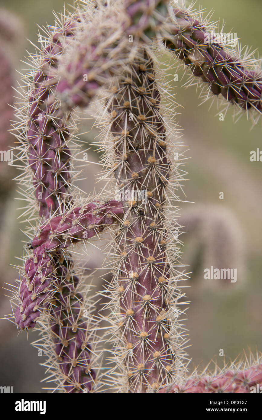 Arizona, Tucson, Saguaro National Park, Sonora Desert Museum. Cane Cholla Cactus (Cylindropuntia Spinosior). Stockfoto