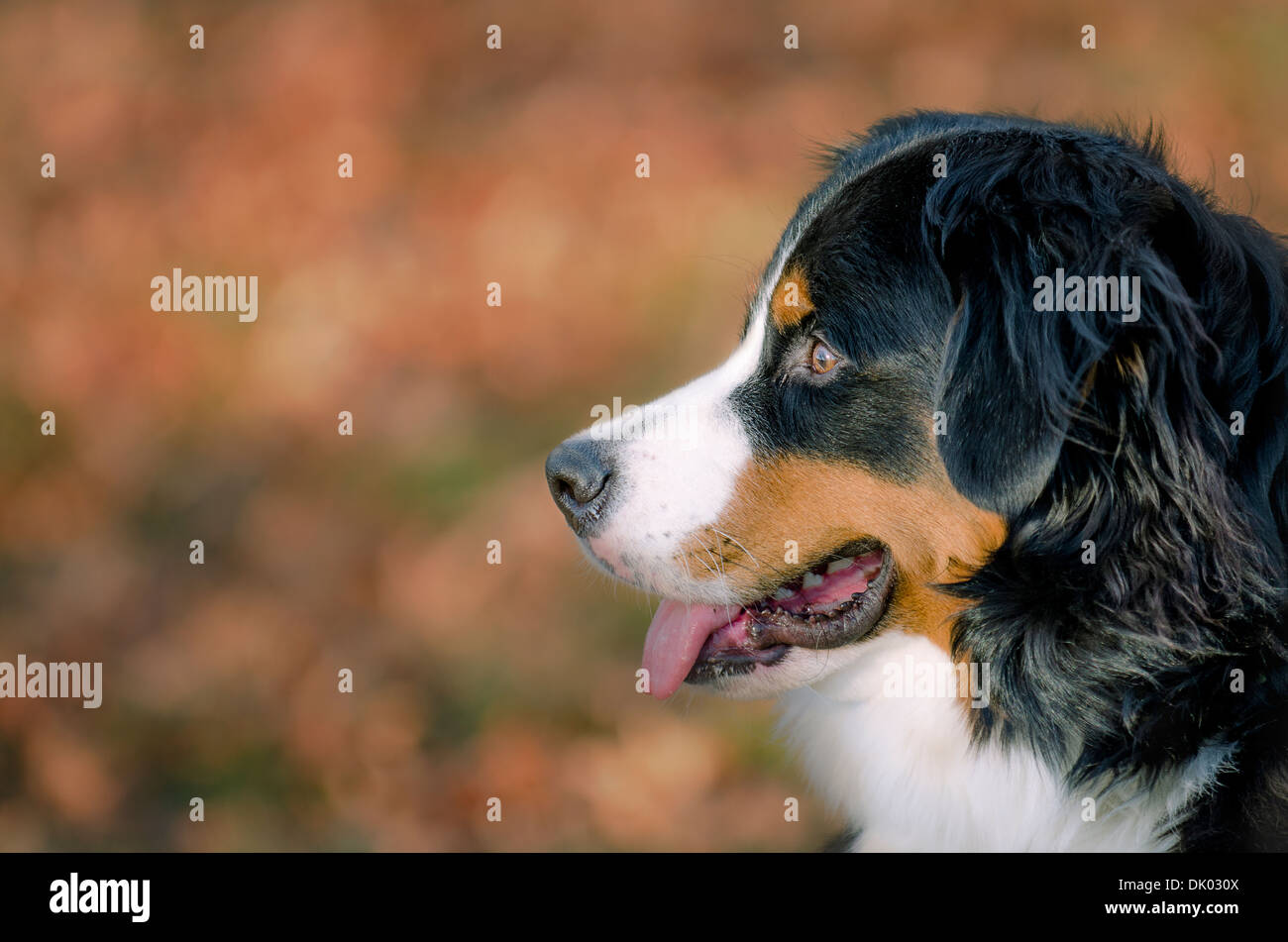 Vögelchen Sie der Berner Sennenhund! Stockfoto