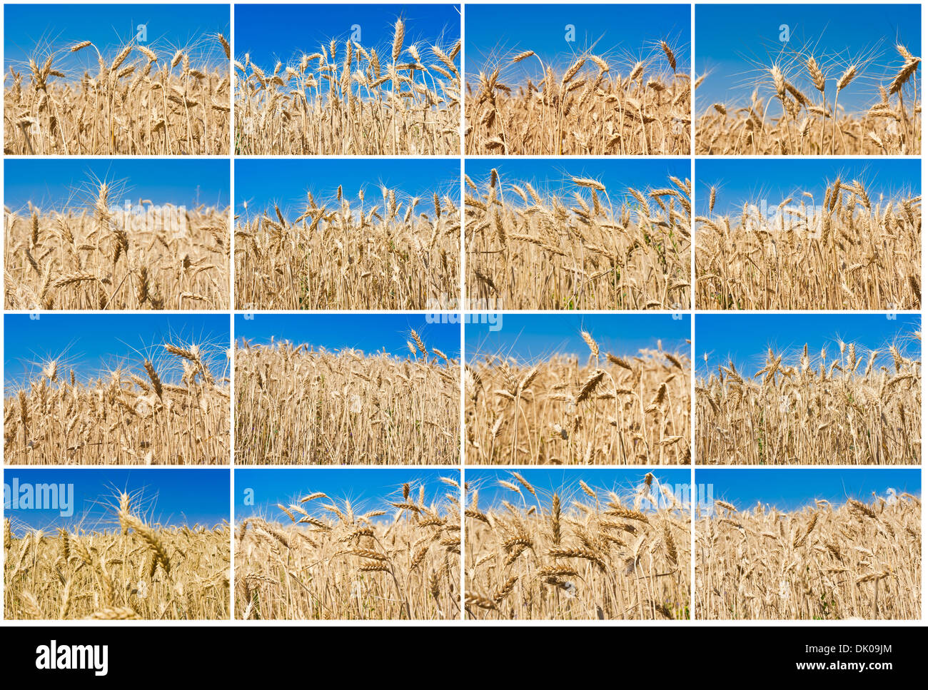 Weizenfeld Stockfoto