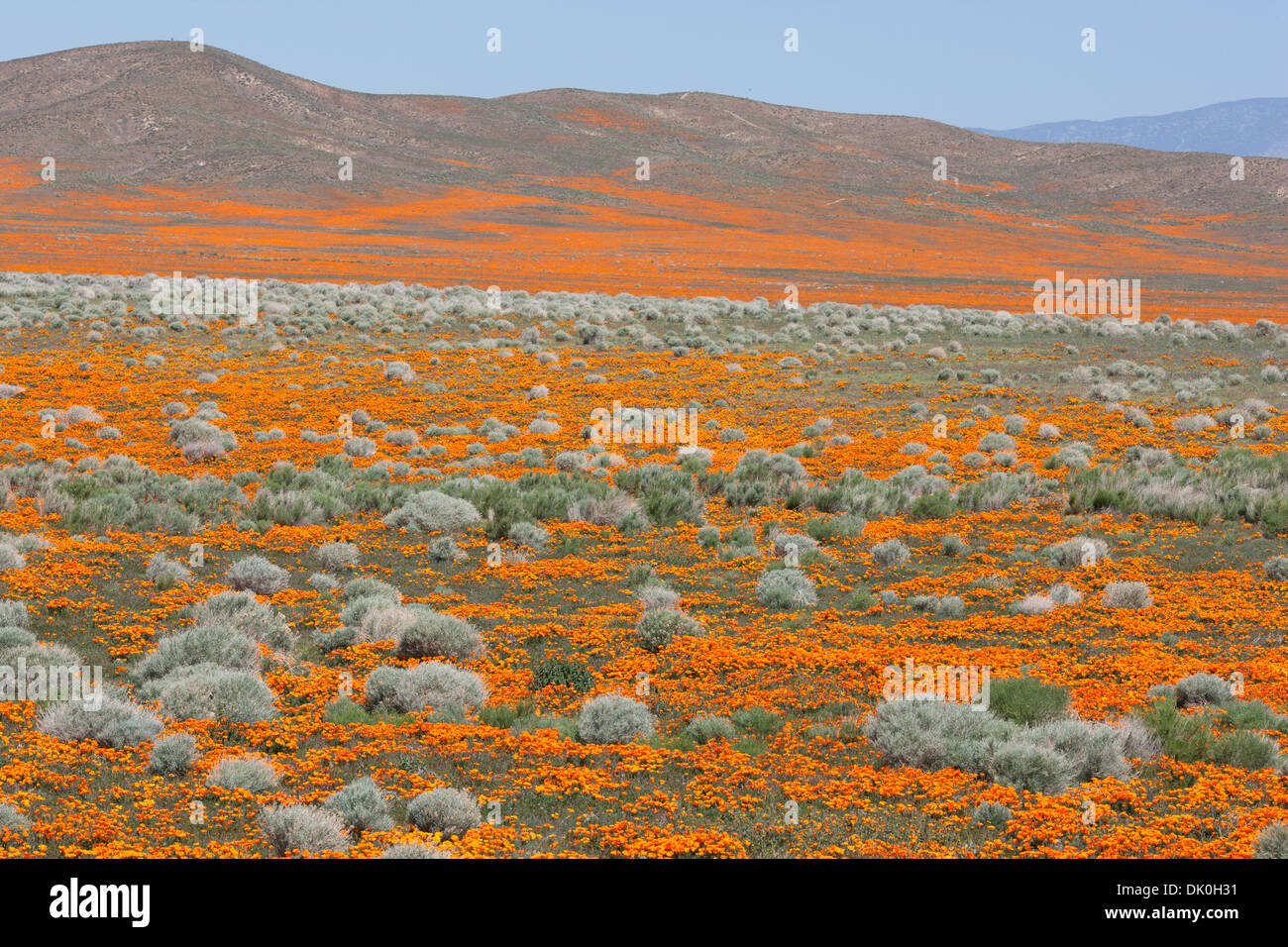 Feld von kalifornischem Goldmohn. Antelope Valley (in der Nähe der Stadt Lancaster), Los Angeles County, Kalifornien, USA. Stockfoto