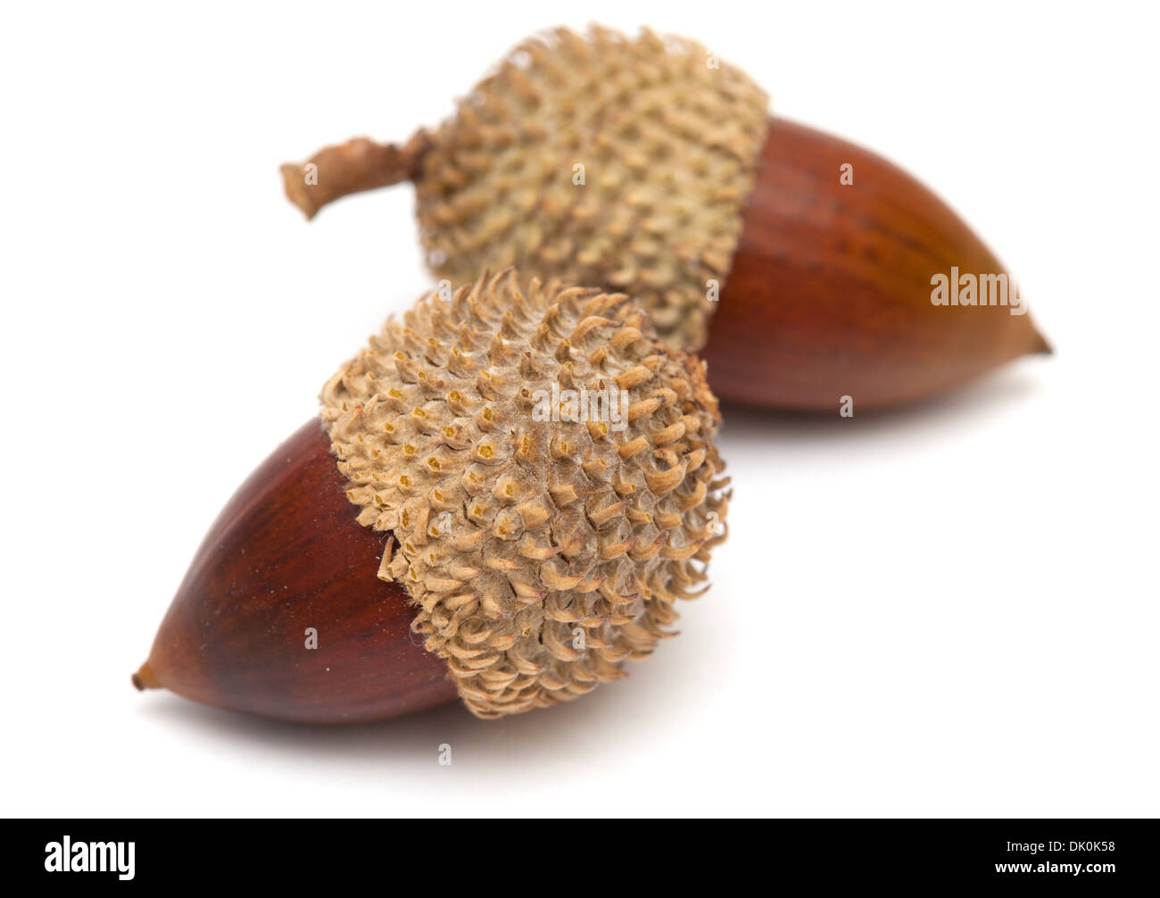 Quercus Coccifera, die Kermes-Eiche Eicheln isoliert Stockfoto