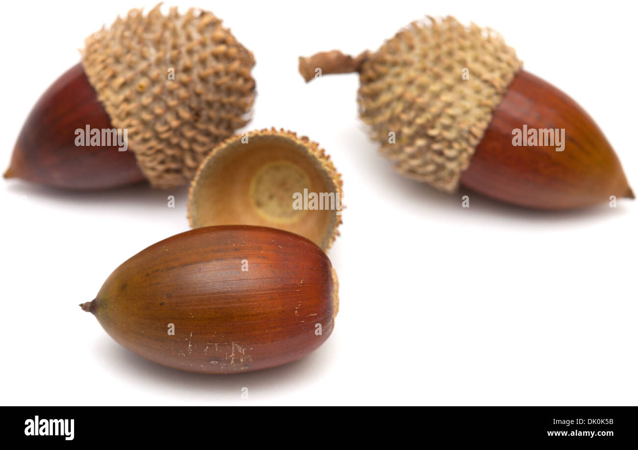 Quercus Coccifera, die Kermes-Eiche Eicheln isoliert Stockfoto